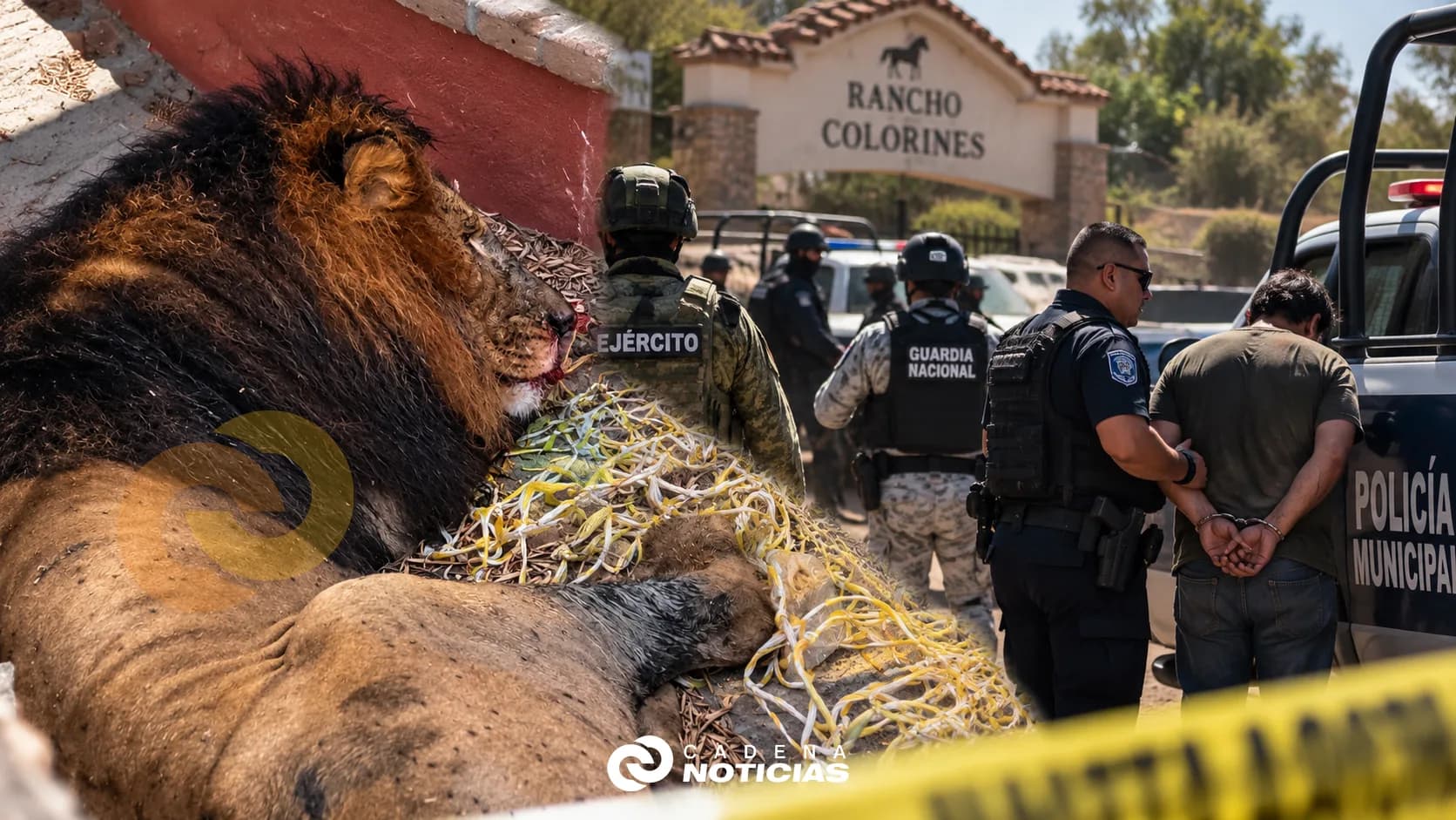 León escapa de rancho en Tijuana; detienen a hombre tras dispararle