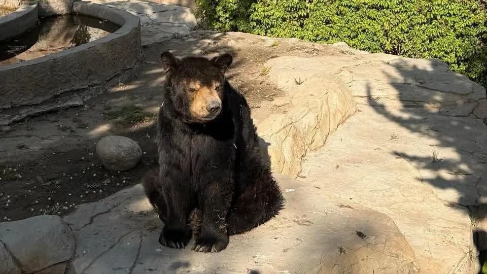 Abogados Animalistas denuncia ante Profepa los decesos de Mandy y Yogui